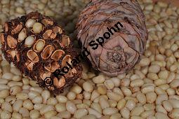 Zirbel-Kiefer, Zirbe, Arve, Pinus cembra, Pinus cembra, Zirbel-Kiefer, Arve, Pinaceae, männlich blühend Kauf von 01741_pinus_cembra_dsc_0713.jpg