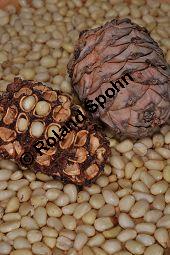 Zirbel-Kiefer, Zirbe, Arve, Pinus cembra, Pinus cembra, Zirbel-Kiefer, Arve, Pinaceae, männlich blühend Kauf von 01741_pinus_cembra_dsc_0714.jpg