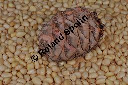 Zirbel-Kiefer, Zirbe, Arve, Pinus cembra, Pinus cembra, Zirbel-Kiefer, Arve, Pinaceae, männlich blühend Kauf von 01741_pinus_cembra_dsc_0715.jpg