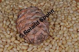 Zirbel-Kiefer, Zirbe, Arve, Pinus cembra, Pinus cembra, Zirbel-Kiefer, Arve, Pinaceae, männlich blühend Kauf von 01741_pinus_cembra_dsc_0716.jpg