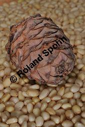 Zirbel-Kiefer, Zirbe, Arve, Pinus cembra, Pinus cembra, Zirbel-Kiefer, Arve, Pinaceae, männlich blühend Kauf von 01741_pinus_cembra_dsc_0717.jpg