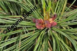 Zirbel-Kiefer, Zirbe, Arve, Pinus cembra, Pinus cembra, Zirbel-Kiefer, Arve, Pinaceae, männlich blühend Kauf von 01741_pinus_cembra_dsc_4431.jpg