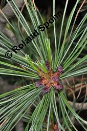 Zirbel-Kiefer, Zirbe, Arve, Pinus cembra, Pinus cembra, Zirbel-Kiefer, Arve, Pinaceae, männlich blühend Kauf von 01741_pinus_cembra_dsc_4432.jpg