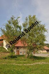 Korkenzieher-Weide, Salix matsudana 'Tortuosa', Salicaceae, Salix matsudana 'Tortuosa', Korkenzieher-Weide, Krone Kauf von 01749_salix_matsudana_tortuosa_dsc_0484.jpg