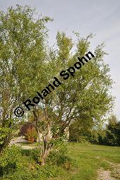 Korkenzieher-Weide, Salix matsudana 'Tortuosa', Salicaceae, Salix matsudana 'Tortuosa', Korkenzieher-Weide, Krone Kauf von 01749_salix_matsudana_tortuosa_dsc_0485.jpg