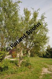 Korkenzieher-Weide, Salix matsudana 'Tortuosa', Salicaceae, Salix matsudana 'Tortuosa', Korkenzieher-Weide, Krone Kauf von 01749_salix_matsudana_tortuosa_dsc_0486.jpg