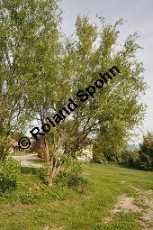 Korkenzieher-Weide, Salix matsudana 'Tortuosa', Salicaceae, Salix matsudana 'Tortuosa', Korkenzieher-Weide, Krone Kauf von 01749_salix_matsudana_tortuosa_dsc_0487.jpg