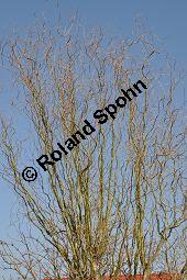 Korkenzieher-Weide, Salix matsudana 'Tortuosa', Salicaceae, Salix matsudana 'Tortuosa', Korkenzieher-Weide, Krone Kauf von 01749_salix_matsudana_tortuosa_dsc_1952.jpg