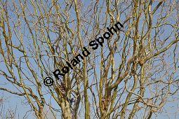 Korkenzieher-Weide, Salix matsudana 'Tortuosa', Salicaceae, Salix matsudana 'Tortuosa', Korkenzieher-Weide, Krone Kauf von 01749_salix_matsudana_tortuosa_dsc_1955.jpg