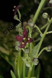 Buntblättrige Aukube, Aucuba japonica 'Variegata', Aucuba japonica 'Variegata', Buntblättrige Aukube, Cornaceae, Blühend Kauf von 01753_aucuba_japonica_variegata_dsc_8768.jpg