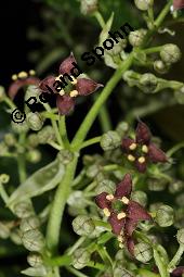 Buntblättrige Aukube, Aucuba japonica 'Variegata', Aucuba japonica 'Variegata', Buntblättrige Aukube, Cornaceae, Blühend Kauf von 01753_aucuba_japonica_variegata_dsc_8770.jpg