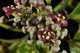 Buntblättrige Aukube, Aucuba japonica 'Variegata', Aucuba japonica 'Variegata', Buntblättrige Aukube, Cornaceae, Blühend Kauf von 01753_aucuba_japonica_variegata_dsc_8771.jpg