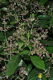 Buntblättrige Aukube, Aucuba japonica 'Variegata', Aucuba japonica 'Variegata', Buntblättrige Aukube, Cornaceae, Blühend Kauf von 01753_aucuba_japonica_variegata_dsc_8826.jpg