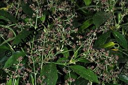 Buntblättrige Aukube, Aucuba japonica 'Variegata', Aucuba japonica 'Variegata', Buntblättrige Aukube, Cornaceae, Blühend Kauf von 01753_aucuba_japonica_variegata_dsc_8827.jpg