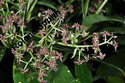 Buntblättrige Aukube, Aucuba japonica 'Variegata', Aucuba japonica 'Variegata', Buntblättrige Aukube, Cornaceae, Blühend Kauf von 01753_aucuba_japonica_variegata_dsc_8829.jpg