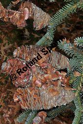 Blaugrüne Spanische Tanne, Spanische Tanne 'Kelleriis', Abies pinsapo 'Kelleriis', Pinaceae, Abies pinsapo 'Kelleriis', Abies pinsapo 'Kelleris', Blaugrüne Spanische Tanne, Spanische Tanne 'Kelleriis', fruchtend Kauf von 01762_abies_pinsapo_kelleriis_dsc_1106.jpg