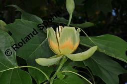 Tulpenbaum, Liriodendron tulipifera, Liriodendron tulipifera, Tulpenbaum, Magnoliaceae, Blühend Kauf von 01770_liriodendron_tulipifera_dsc_1628.jpg