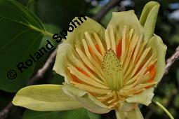 Tulpenbaum, Liriodendron tulipifera, Liriodendron tulipifera, Tulpenbaum, Magnoliaceae, Blühend Kauf von 01770_liriodendron_tulipifera_dsc_1632.jpg