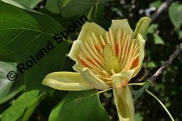 Tulpenbaum, Liriodendron tulipifera, Liriodendron tulipifera, Tulpenbaum, Magnoliaceae, Blühend Kauf von 01770_liriodendron_tulipifera_dsc_1633.jpg