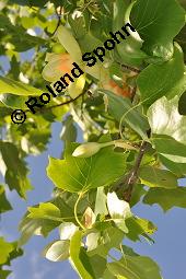 Tulpenbaum, Liriodendron tulipifera, Liriodendron tulipifera, Tulpenbaum, Magnoliaceae, Blühend Kauf von 01770_liriodendron_tulipifera_dsc_1639.jpg