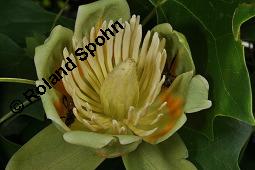 Tulpenbaum, Liriodendron tulipifera, Liriodendron tulipifera, Tulpenbaum, Magnoliaceae, Blühend Kauf von 01770_liriodendron_tulipifera_dsc_1640.jpg