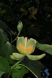 Tulpenbaum, Liriodendron tulipifera, Liriodendron tulipifera, Tulpenbaum, Magnoliaceae, Blühend Kauf von 01770_liriodendron_tulipifera_dsc_1641.jpg
