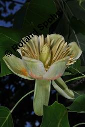 Tulpenbaum, Liriodendron tulipifera, Liriodendron tulipifera, Tulpenbaum, Magnoliaceae, Blühend Kauf von 01770_liriodendron_tulipifera_dsc_1643.jpg