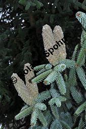 Spanische Tanne, Igel-Tanne, Abies pinsapo, Abies hispanica, Pinaceae, Abies pinsapo, Abies hispanica, Spanische Tanne, Igel-Tanne, fruchtend Kauf von 01793_abies_pinsapo_dsc_0254.jpg