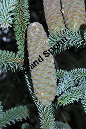 Spanische Tanne, Igel-Tanne, Abies pinsapo, Abies hispanica, Pinaceae, Abies pinsapo, Abies hispanica, Spanische Tanne, Igel-Tanne, fruchtend Kauf von 01793_abies_pinsapo_dsc_0255.jpg