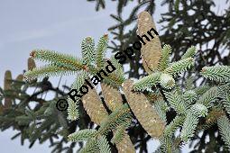 Spanische Tanne, Igel-Tanne, Abies pinsapo, Abies hispanica, Pinaceae, Abies pinsapo, Abies hispanica, Spanische Tanne, Igel-Tanne, fruchtend Kauf von 01793_abies_pinsapo_dsc_0256.jpg
