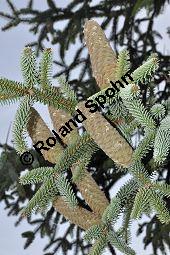 Spanische Tanne, Igel-Tanne, Abies pinsapo, Abies hispanica, Pinaceae, Abies pinsapo, Abies hispanica, Spanische Tanne, Igel-Tanne, fruchtend Kauf von 01793_abies_pinsapo_dsc_0258.jpg