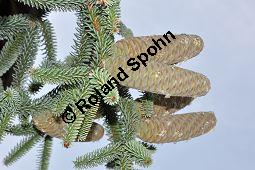 Spanische Tanne, Igel-Tanne, Abies pinsapo, Abies hispanica, Pinaceae, Abies pinsapo, Abies hispanica, Spanische Tanne, Igel-Tanne, fruchtend Kauf von 01793_abies_pinsapo_dsc_0259.jpg