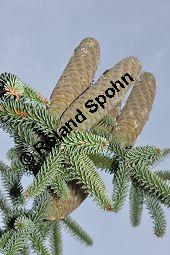 Spanische Tanne, Igel-Tanne, Abies pinsapo, Abies hispanica, Pinaceae, Abies pinsapo, Abies hispanica, Spanische Tanne, Igel-Tanne, fruchtend Kauf von 01793_abies_pinsapo_dsc_0260.jpg