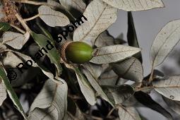 Stein-Eiche, Quercus ilex, Quercus ilex, Stein-Eiche, Fagaceae, fruchtend Kauf von 01798_quercus_ilex_dsc_7945.jpg