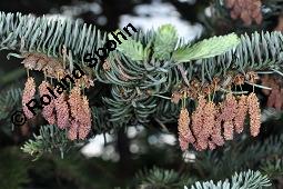 Pazifische Edel-Tanne, Edle Tanne, Silber-Tanne, Nobilistanne, Edeltanne, Abies procera, Abies nobilis, Größenvergleich zu Korea-Tanne, Abies koreana, Abies procera, Abies nobilis, Pazifische Edel-Tanne, Edeltanne, Edle Tanne, Nobilistanne, Nobilis-Tanne, Silber-Tanne, Silbertanne, Pinaceae, Zapfen, Größenvergleich der Zapfen mit denen von Korea-Tanne, Koreanische Tanne, Abies koreana Kauf von 01820_abies_procera_dsc_4435.jpg