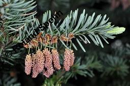 Pazifische Edel-Tanne, Edle Tanne, Silber-Tanne, Nobilistanne, Edeltanne, Abies procera, Abies nobilis, Größenvergleich zu Korea-Tanne, Abies koreana, Abies procera, Abies nobilis, Pazifische Edel-Tanne, Edeltanne, Edle Tanne, Nobilistanne, Nobilis-Tanne, Silber-Tanne, Silbertanne, Pinaceae, Zapfen, Größenvergleich der Zapfen mit denen von Korea-Tanne, Koreanische Tanne, Abies koreana Kauf von 01820_abies_procera_dsc_4436.jpg
