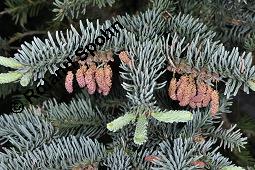 Pazifische Edel-Tanne, Edle Tanne, Silber-Tanne, Nobilistanne, Edeltanne, Abies procera, Abies nobilis, Größenvergleich zu Korea-Tanne, Abies koreana, Abies procera, Abies nobilis, Pazifische Edel-Tanne, Edeltanne, Edle Tanne, Nobilistanne, Nobilis-Tanne, Silber-Tanne, Silbertanne, Pinaceae, Zapfen, Größenvergleich der Zapfen mit denen von Korea-Tanne, Koreanische Tanne, Abies koreana Kauf von 01820_abies_procera_dsc_4437.jpg