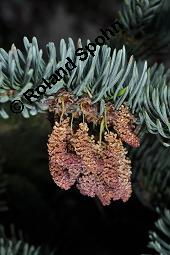 Pazifische Edel-Tanne, Edle Tanne, Silber-Tanne, Nobilistanne, Edeltanne, Abies procera, Abies nobilis, Größenvergleich zu Korea-Tanne, Abies koreana, Abies procera, Abies nobilis, Pazifische Edel-Tanne, Edeltanne, Edle Tanne, Nobilistanne, Nobilis-Tanne, Silber-Tanne, Silbertanne, Pinaceae, Zapfen, Größenvergleich der Zapfen mit denen von Korea-Tanne, Koreanische Tanne, Abies koreana Kauf von 01820_abies_procera_dsc_4438.jpg