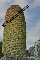 Pazifische Edel-Tanne, Edle Tanne, Silber-Tanne, Nobilistanne, Edeltanne, Abies procera, Abies nobilis, Größenvergleich zu Korea-Tanne, Abies koreana, Abies procera, Abies nobilis, Pazifische Edel-Tanne, Edeltanne, Edle Tanne, Nobilistanne, Nobilis-Tanne, Silber-Tanne, Silbertanne, Pinaceae, Zapfen, Größenvergleich der Zapfen mit denen von Korea-Tanne, Koreanische Tanne, Abies koreana Kauf von 01820_abies_procera_dsc_5355.jpg