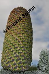 Pazifische Edel-Tanne, Edle Tanne, Silber-Tanne, Nobilistanne, Edeltanne, Abies procera, Abies nobilis, Größenvergleich zu Korea-Tanne, Abies koreana, Abies procera, Abies nobilis, Pazifische Edel-Tanne, Edeltanne, Edle Tanne, Nobilistanne, Nobilis-Tanne, Silber-Tanne, Silbertanne, Pinaceae, Zapfen, Größenvergleich der Zapfen mit denen von Korea-Tanne, Koreanische Tanne, Abies koreana Kauf von 01820_abies_procera_dsc_5356.jpg