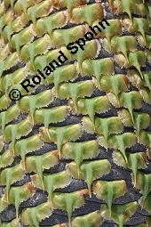 Pazifische Edel-Tanne, Edle Tanne, Silber-Tanne, Nobilistanne, Edeltanne, Abies procera, Abies nobilis, Größenvergleich zu Korea-Tanne, Abies koreana, Abies procera, Abies nobilis, Pazifische Edel-Tanne, Edeltanne, Edle Tanne, Nobilistanne, Nobilis-Tanne, Silber-Tanne, Silbertanne, Pinaceae, Zapfen, Größenvergleich der Zapfen mit denen von Korea-Tanne, Koreanische Tanne, Abies koreana Kauf von 01820_abies_procera_dsc_5357.jpg