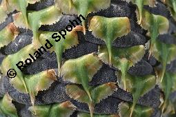 Pazifische Edel-Tanne, Edle Tanne, Silber-Tanne, Nobilistanne, Edeltanne, Abies procera, Abies nobilis, Größenvergleich zu Korea-Tanne, Abies koreana, Abies procera, Abies nobilis, Pazifische Edel-Tanne, Edeltanne, Edle Tanne, Nobilistanne, Nobilis-Tanne, Silber-Tanne, Silbertanne, Pinaceae, Zapfen, Größenvergleich der Zapfen mit denen von Korea-Tanne, Koreanische Tanne, Abies koreana Kauf von 01820_abies_procera_dsc_5358.jpg