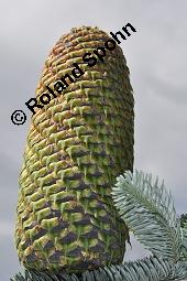 Pazifische Edel-Tanne, Edle Tanne, Silber-Tanne, Nobilistanne, Edeltanne, Abies procera, Abies nobilis, Größenvergleich zu Korea-Tanne, Abies koreana, Abies procera, Abies nobilis, Pazifische Edel-Tanne, Edeltanne, Edle Tanne, Nobilistanne, Nobilis-Tanne, Silber-Tanne, Silbertanne, Pinaceae, Zapfen, Größenvergleich der Zapfen mit denen von Korea-Tanne, Koreanische Tanne, Abies koreana Kauf von 01820_abies_procera_dsc_5362.jpg