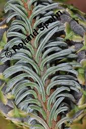 Pazifische Edel-Tanne, Edle Tanne, Silber-Tanne, Nobilistanne, Edeltanne, Abies procera, Abies nobilis, Größenvergleich zu Korea-Tanne, Abies koreana, Abies procera, Abies nobilis, Pazifische Edel-Tanne, Edeltanne, Edle Tanne, Nobilistanne, Nobilis-Tanne, Silber-Tanne, Silbertanne, Pinaceae, Zapfen, Größenvergleich der Zapfen mit denen von Korea-Tanne, Koreanische Tanne, Abies koreana Kauf von 01820_abies_procera_dsc_5363.jpg