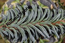 Pazifische Edel-Tanne, Edle Tanne, Silber-Tanne, Nobilistanne, Edeltanne, Abies procera, Abies nobilis, Größenvergleich zu Korea-Tanne, Abies koreana, Abies procera, Abies nobilis, Pazifische Edel-Tanne, Edeltanne, Edle Tanne, Nobilistanne, Nobilis-Tanne, Silber-Tanne, Silbertanne, Pinaceae, Zapfen, Größenvergleich der Zapfen mit denen von Korea-Tanne, Koreanische Tanne, Abies koreana Kauf von 01820_abies_procera_dsc_5364.jpg