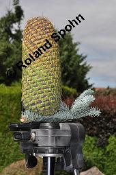 Pazifische Edel-Tanne, Edle Tanne, Silber-Tanne, Nobilistanne, Edeltanne, Abies procera, Abies nobilis, Größenvergleich zu Korea-Tanne, Abies koreana, Abies procera, Abies nobilis, Pazifische Edel-Tanne, Edeltanne, Edle Tanne, Nobilistanne, Nobilis-Tanne, Silber-Tanne, Silbertanne, Pinaceae, Zapfen, Größenvergleich der Zapfen mit denen von Korea-Tanne, Koreanische Tanne, Abies koreana Kauf von 01820_abies_procera_dsc_5365.jpg