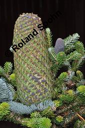 Pazifische Edel-Tanne, Edle Tanne, Silber-Tanne, Nobilistanne, Edeltanne, Abies procera, Abies nobilis, Größenvergleich zu Korea-Tanne, Abies koreana, Abies procera, Abies nobilis, Pazifische Edel-Tanne, Edeltanne, Edle Tanne, Nobilistanne, Nobilis-Tanne, Silber-Tanne, Silbertanne, Pinaceae, Zapfen, Größenvergleich der Zapfen mit denen von Korea-Tanne, Koreanische Tanne, Abies koreana Kauf von 01820_abies_procera_dsc_5750.jpg