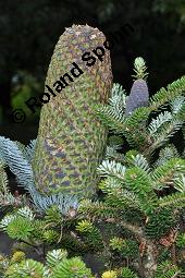 Pazifische Edel-Tanne, Edle Tanne, Silber-Tanne, Nobilistanne, Edeltanne, Abies procera, Abies nobilis, Größenvergleich zu Korea-Tanne, Abies koreana, Abies procera, Abies nobilis, Pazifische Edel-Tanne, Edeltanne, Edle Tanne, Nobilistanne, Nobilis-Tanne, Silber-Tanne, Silbertanne, Pinaceae, Zapfen, Größenvergleich der Zapfen mit denen von Korea-Tanne, Koreanische Tanne, Abies koreana Kauf von 01820_abies_procera_dsc_5751.jpg