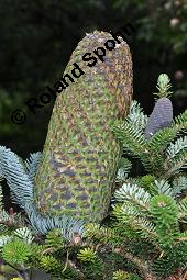 Pazifische Edel-Tanne, Edle Tanne, Silber-Tanne, Nobilistanne, Edeltanne, Abies procera, Abies nobilis, Größenvergleich zu Korea-Tanne, Abies koreana, Abies procera, Abies nobilis, Pazifische Edel-Tanne, Edeltanne, Edle Tanne, Nobilistanne, Nobilis-Tanne, Silber-Tanne, Silbertanne, Pinaceae, Zapfen, Größenvergleich der Zapfen mit denen von Korea-Tanne, Koreanische Tanne, Abies koreana Kauf von 01820_abies_procera_dsc_5752.jpg