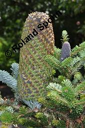 Pazifische Edel-Tanne, Edle Tanne, Silber-Tanne, Nobilistanne, Edeltanne, Abies procera, Abies nobilis, Größenvergleich zu Korea-Tanne, Abies koreana, Abies procera, Abies nobilis, Pazifische Edel-Tanne, Edeltanne, Edle Tanne, Nobilistanne, Nobilis-Tanne, Silber-Tanne, Silbertanne, Pinaceae, Zapfen, Größenvergleich der Zapfen mit denen von Korea-Tanne, Koreanische Tanne, Abies koreana Kauf von 01820_abies_procera_dsc_5753.jpg